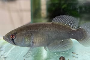 Fentanilo contaminado: Santa Fe refuerza la vigilancia y mantiene prohibición de todos los productos del la... - Image 3