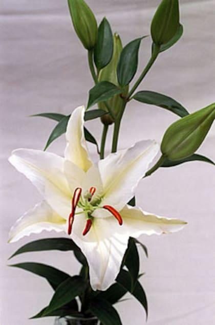 Todos los lirios son extremadamente venenosos para los gatos: sus flores pueden producir una intoxicación grave y vómitos