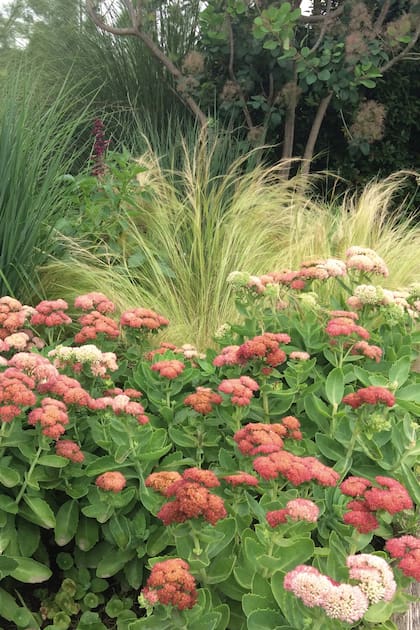 Todas estas especies requieren de mucho sol