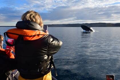 Todas las embarcaciones para avistar parten desde Puerto Pirámides