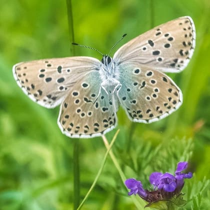 Todas las especies autóctonas de mariposas en Reino Unido están documentadas en su libro "Safari de mariposas"