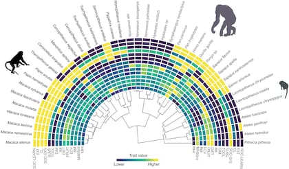 Todas las especies de mono utilizadas en el estudio