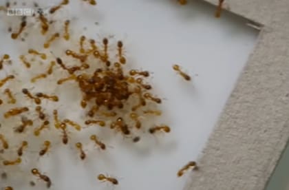 Todas las hormigas dependen de sus compañeras para la supervivencia (Foto: BBC)