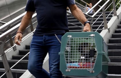 Todas las mascotas deben viajar en un recinto cerrado