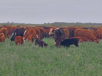 Todas las pasturas pueden presentar deficiencias minerales