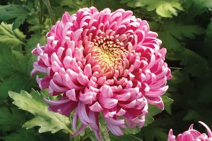 Todas las variedades de Crisantemos integran la lista de flores que no se pueden ingresar a EE.UU.