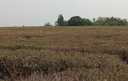 "Todavía sueño con que resurja el campo y las economías regionales. No es un deseo personal, es por el bien de todos, porque vivimos en un país agropecuario. El derrame de las economías regionales es fundamental en el interior”, destacó Klingbeil