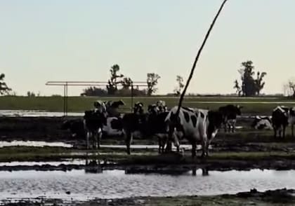 “Todavía tengo 540 vacas en ordeñe, achiqué el rodeo en 100 vacas en los meses anteriores porque veía venir esto. Te quedás sin campo, sin piso, sin nada" dice Andrea Passerini