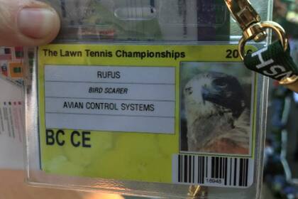 Todo bajo las normas: la credencial del halcón Rufus