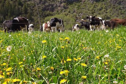 Todo el proceso es orgánico