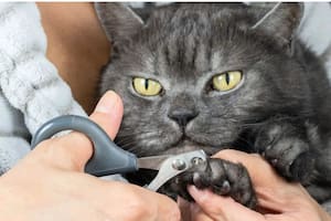 Cómo se le debe cortar las uñas a los gatos