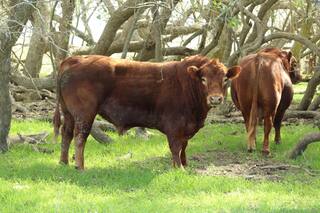 El abecé del buen manejo ganadero durante septiembre