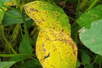 Todos los aislados evaluados resultaron altamente resistentes, es decir ante altas concentraciones de estas moléculas, las esporas igualmente germinaron