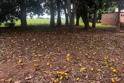 Todos los años se echan a perder toneladas de mango