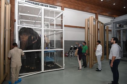Todos los cubículos poseen sorprendentes dimensiones para poder asistir a los elefantes