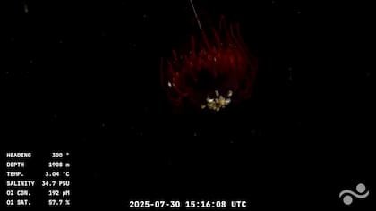 Todos los datos recolectados durante la expedición serán publicados en repositorios abiertos como CONICET Digital, OBIS y GenBank. (Foto: Captura YouTube Schmidt Ocean)