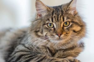 Cuántos años puede vivir un gato y cómo mejorar su calidad de vida