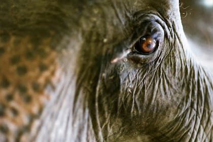 Todos los elefantes en cautiverio tienen algo en común: han sido víctimas de maltratos y abusos por parte de los humanos