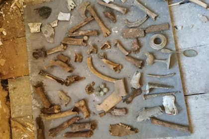 Todos los huesos que encontró el plomero en la casa de Reino Unido (Foto:SWNS)