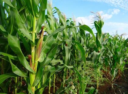 “Todos los lotes que en un año usual se harían con tardío, pasarán fundamentalmente a soja y en algunos lotes puntuales sorgo o girasol. A una semana de las primeras siembras, las cuentas en la región siguen mostrando una caída de un 30% en área maicera”, subrayaron
