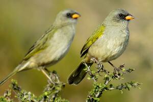 Los amantes de las aves se preparan para su gran día