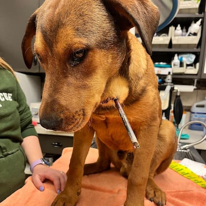 Todos quedaron impactados por la imagen que tenían frente a sus ojos.