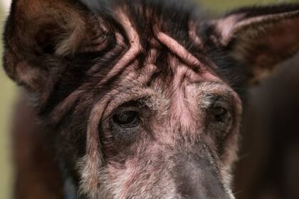 Todos se comprometieron a ayudar a la perrita anciana a sentirse mejor