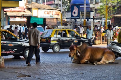 Todos tienen espacio en las calles de la India.