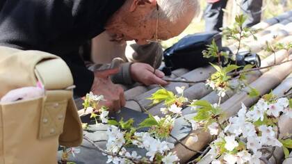 Tōemon Sano, de 97 años, es uno de los sakuramori más importantes de Japón
