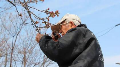 Tōemon sigue estudiando los árboles de sakura a sus 97 años