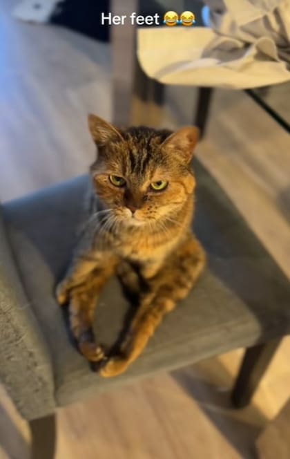 Toffee, la gata que estuvo al borde de la muerte y hoy vive junto a su dueña en Canadá