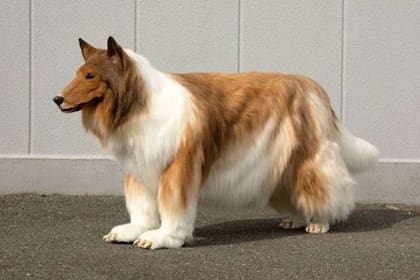 Toko, el hombre japonés que se hizo viral en 2023 por gastar 15.000 dólares para parecer un perro