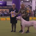 La historia de Toky, el Dogo Argentino que se consagró en el certamen canino más prestigioso