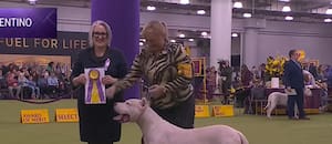 La historia de Toky, el Dogo Argentino que se consagró en el certamen canino más prestigioso