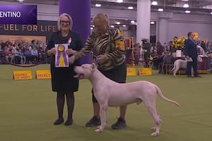 La historia de Toky, el Dogo Argentino que se consagró en el certamen canino más prestigioso del mundo