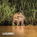 Viaje al centro de un mundo fascinante y el instante triunfal del yaguareté