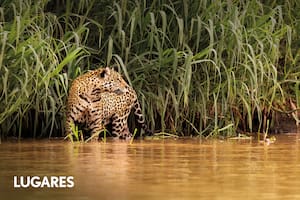 Viaje al centro de un mundo fascinante y el instante triunfal del yaguareté