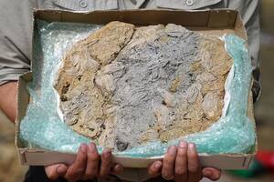 Una pareja descubrió un asombroso tesoro prehistórico gracias a Google Maps