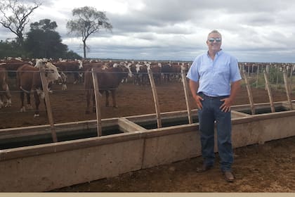 Tomás Cavanagh, gerente de campo, con la hacienda Braford