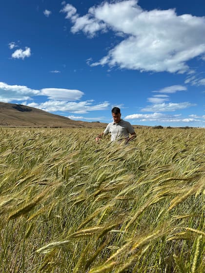 Tomas Ciurlanti entre el triticale en la cosecha del verano pasado