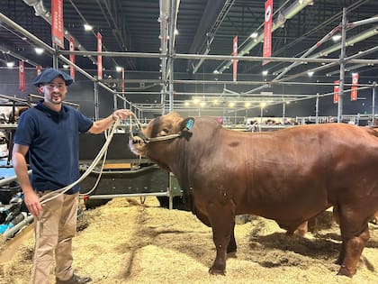 Tomás con Caldén, el toro de la raza San Ignacio