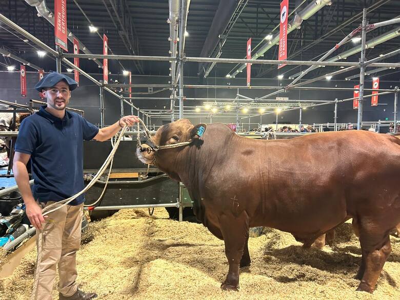 Tiene dos atributos: la Universidad Católica de Córdoba creó una superraza y trajo dos toros a la Rural