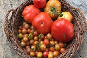 Cómo aprovechar el mejor momento de los tomates