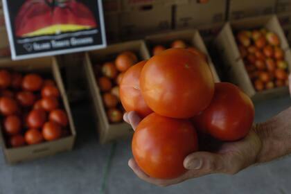 En La Rioja, a inicios de los 90 había unas 1500 hectáreas de tomate. El año pasado fueron 200