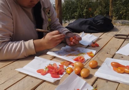Tomate, frutilla y verduras de hoja forman parte de la producción que los estudiantes destinan al consumo y a la elaboración de alimentos