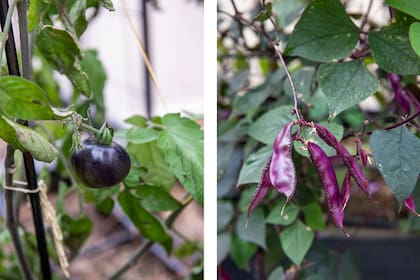 Tomate negro 'Black beauty' y poroto egipcio Lalab purpureus, exquisiteces para una cocinera que gusta de probar nuevos sabores.