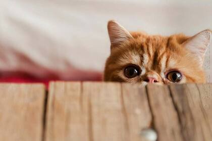 Tomatear es esconderse pero mostrarse un poquito