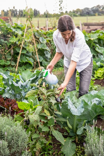 Tomates, ajíes, zapallitos y berenjenas están entre las plantas de la huerta que no toleran bien el sol fuerte