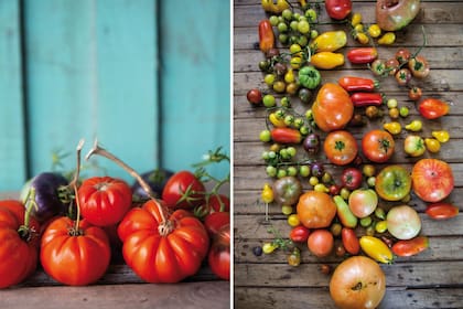 Tomates para todos los gustos: contienen vitamina C y son infaltables en ensaladas y salsas.