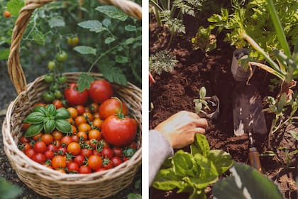 Tomates y verduras de la huerta familiar